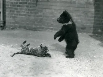 A Brown Bear Cub Plays with a Tiger Cub at London Zoo, April 1914